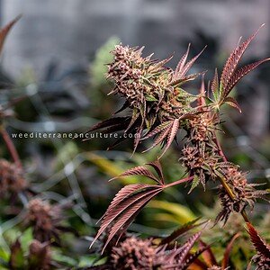 Forbidden fruit x Watermelon Zkittlez