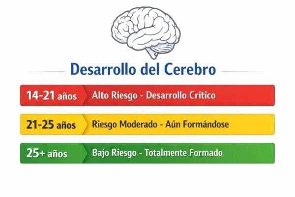 Timeline de desarrollo cerebral mostrando mayor riesgo de cannabis entre 14-21 años y reducción de riesgo después de los 25