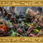 Grow gallery #1: Forbidden Fruit X Watermelon Zkittlez