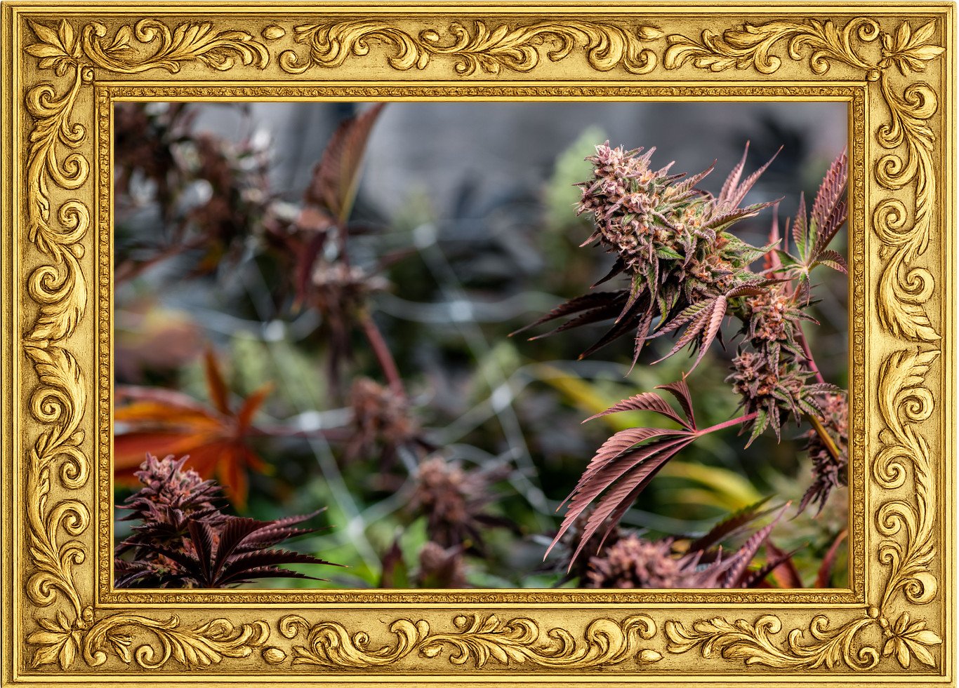 growgallery1